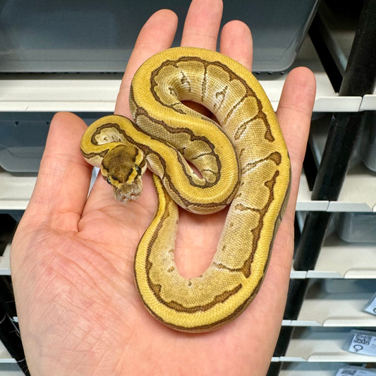 Enchi, Mojave, Pinstripe, 100% Het Pied - Female