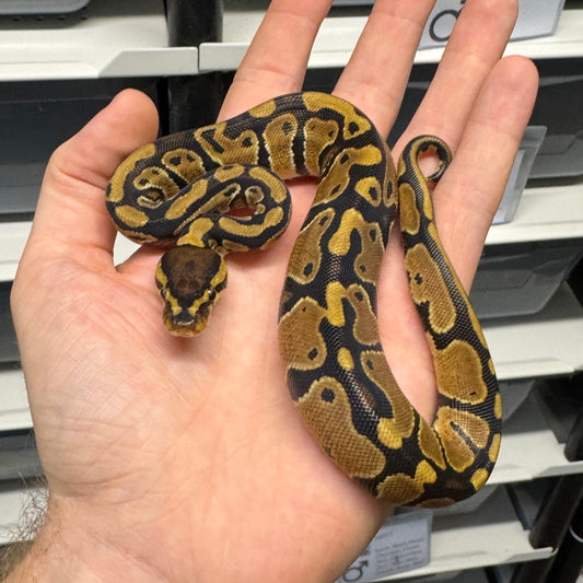 100% Triple Het Sunset, Pied, Albino - Male