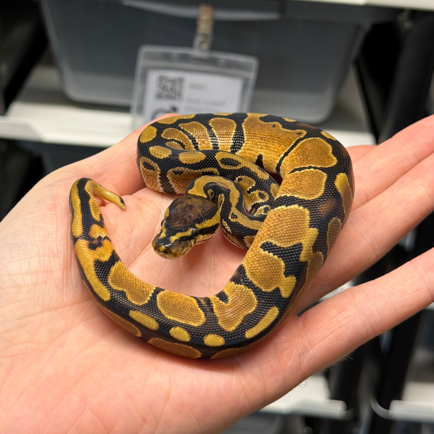 100% Triple Het Sunset, Pied, Albino - Male