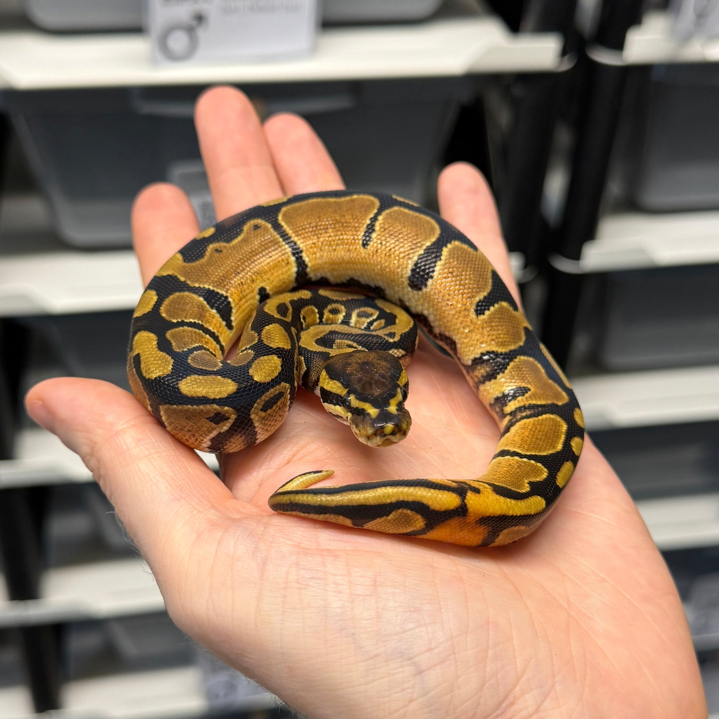 100% Triple Het Sunset, Pied, Albino - Male