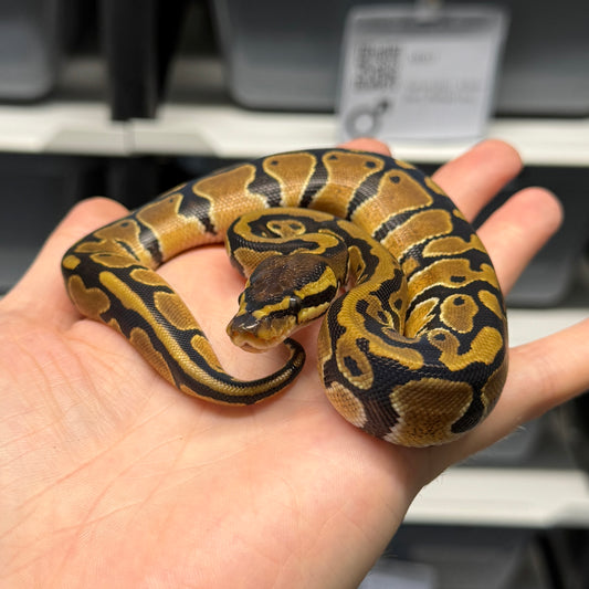 100% Triple Het Sunset, Pied, Albino - Female