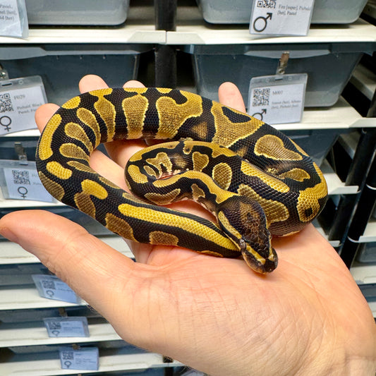 66% Double Het Desert Ghost, Pied - Female