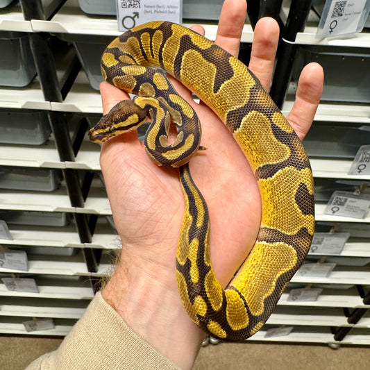 Enchi, 100% Double Het Albino, Pied - Male