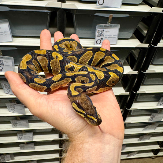 100% Triple Het Sunset, Pied, Albino - Male