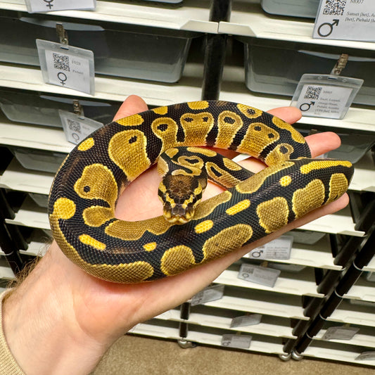 100% Het Pied - Female